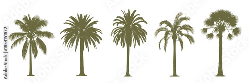 Five different palm trees in silhouette tropical nature