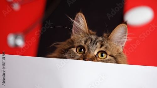 Fluffy cat peeking over white surface with curious eyes in colorful background