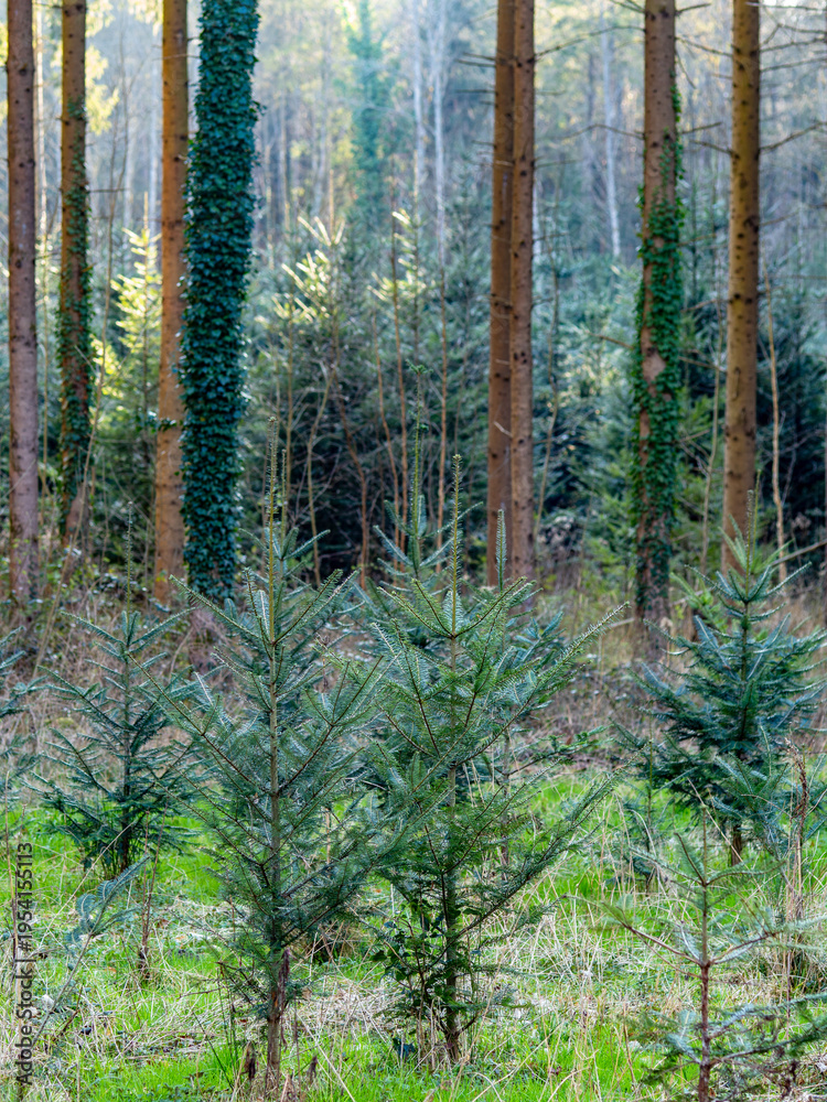 Fototapeta premium Wiederaufforstung im Wald im Frühjahr