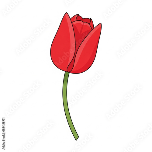 Red Tulip Flower Illustration on White.