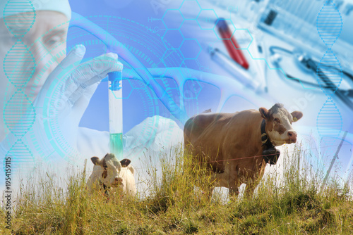 Photos scientist, researcher studies livestock health, safety protocols in modern agric