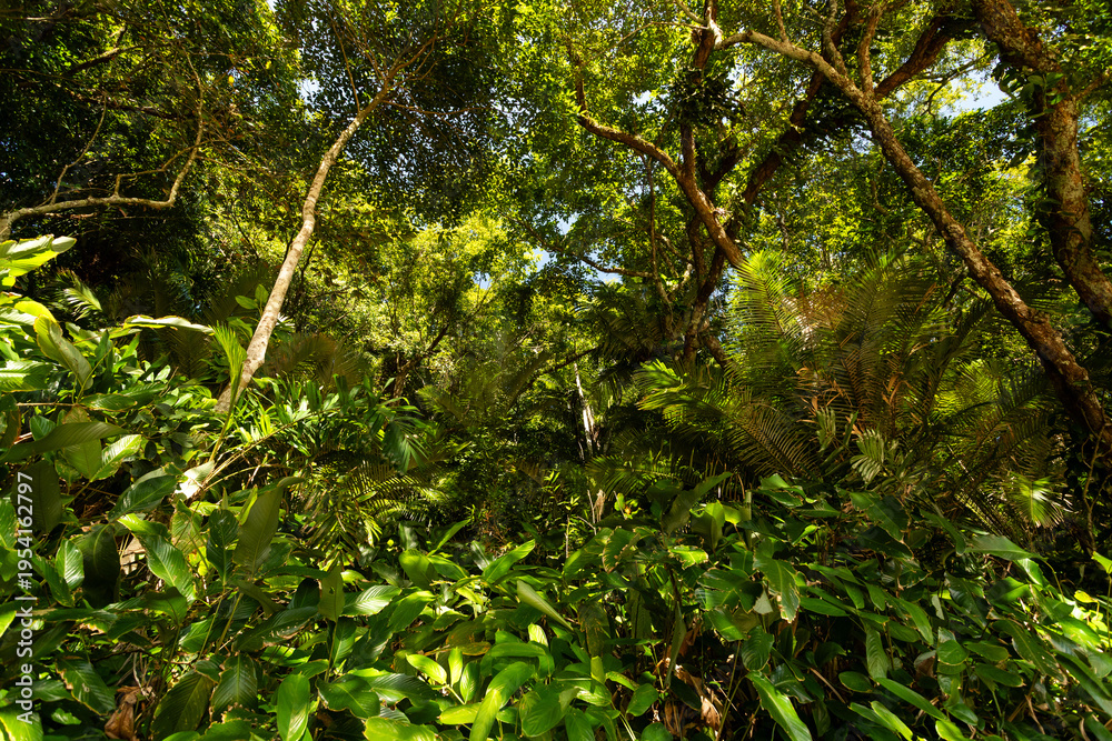 Fototapeta premium Dense greenery fills the view of a jungle in daytime, showcasing tall trees and various plants in a natural environment