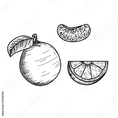 Hand Drawn Sketch of Fresh Orange Fruit with Slice