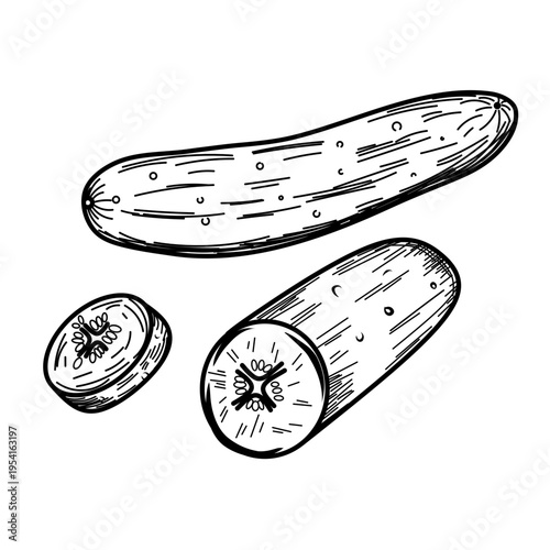 Vintage Style Sketch of Whole and Sliced Fresh Cucumber Vegetables