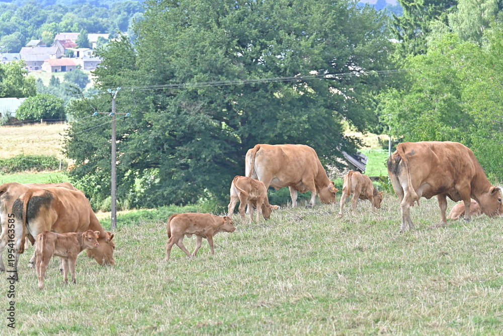 Obraz premium cows grazing in a field