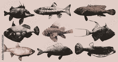 Set of fish stamp black prints in linocut style. Collection of rustic block print illustrations with grunge texture, seafood elements for restaurant menus, fishing club logos and vintage vector design