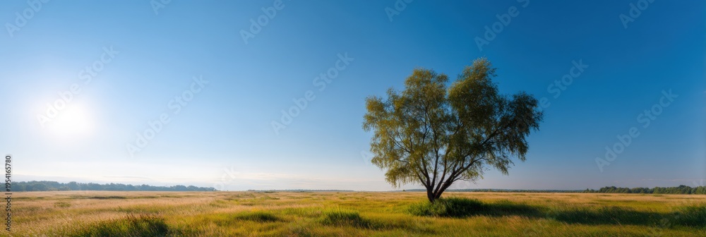 Fototapeta premium Lone tree in golden grass field under wide blue sky with bright morning sun and distant flat horizon