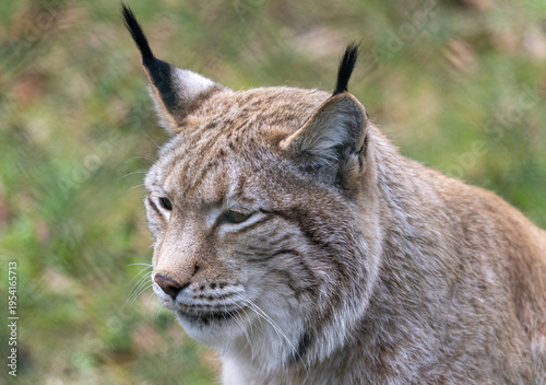 Photography Luchs
