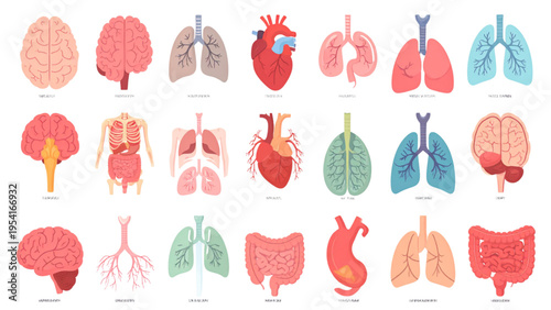 Human internal organs anatomy set with brain, heart, lungs, stomach, and intestines, flat medical and biology vector illustration
