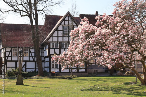 Blühende Magnolie vor einemmFachwerkhaus im Zentrum der Stadt Gütersloh in Ostwestfalen-Lippe