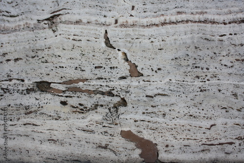 bark of a tree