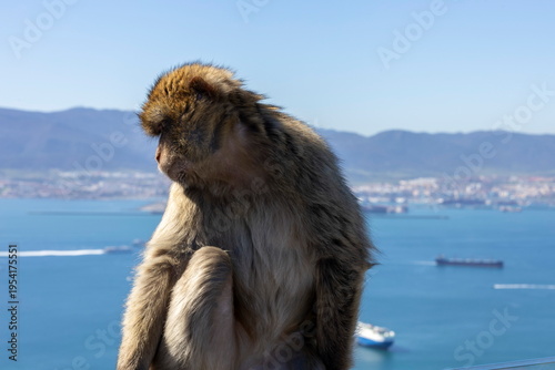 Monkeys sitting on rock at Gibraltar with ocean and ships in the background during bright sunny day