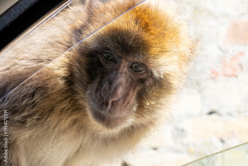 Gibraltar monkey looks through car window during daytime near rock formations