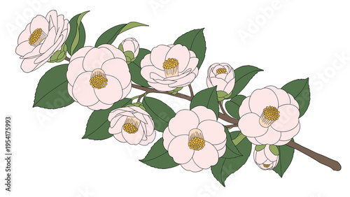 Long flowering branch of delicate pink camellia flowers with lush green leaves and unopened buds against a white background.