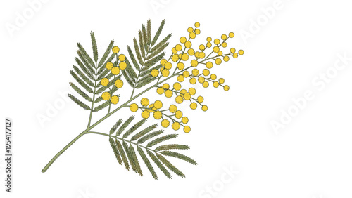 Delicate mimosa branch features fluffy yellow blossoms and feathery green leaves against a plain white background for floral design.