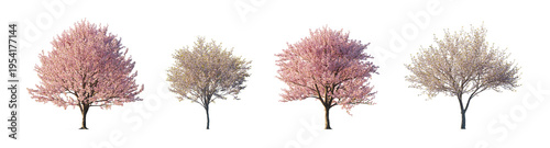 pink flowering prunus subg. amygdalus and prunus serrulata (flowering almond, flowering cherry, oriental cherry) isolated PNG on a transparent background premium nature cutout