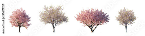 pink flowering prunus subg. amygdalus and prunus serrulata (flowering almond, flowering cherry, oriental cherry) isolated PNG on a transparent background premium nature cutout
