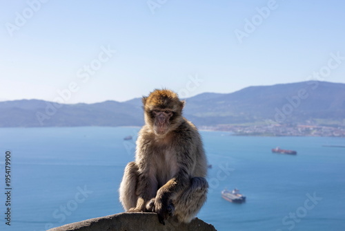 Monkey sits on a rock in Gibraltar with view of the sea and ships under clear sky during the day