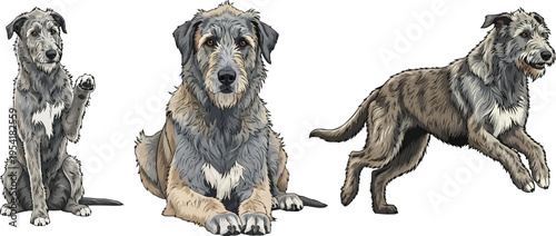 Irish Wolfhound dog sitting lying down relaxed running pose set