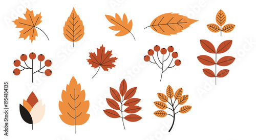 Flat design set of various autumn leaves and berries in warm fall colors, including maple, oak, and rowan for seasonal decor.