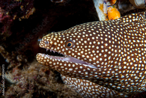 A picture of a white mouth moray