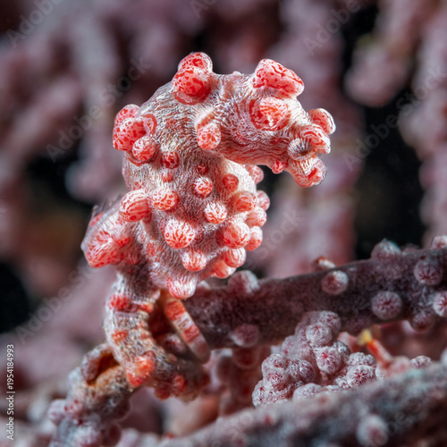 A picture of a pygmy seahorse