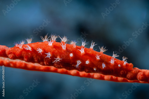 A picture of a spindle cowry