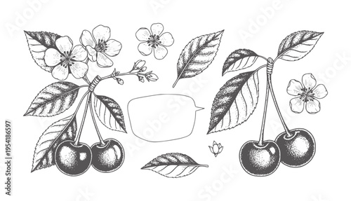 Vintage cherry blossoms and ripe cherries with a blank speech bubble flower leaf