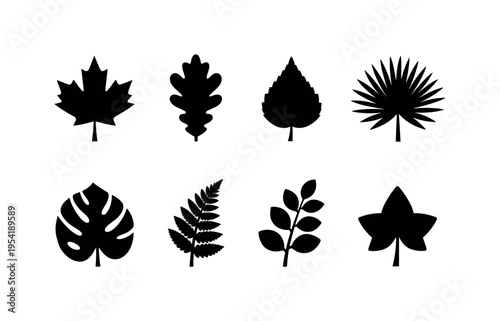 Leaf nature silhouettes: maple leaf, oak leaf, birch leaf, tropical palm leaf, monstera leaf, fern frond leaf, eucalyptus leaf branch, ivy leaf
