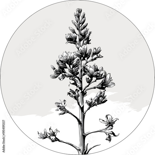 A detailed illustration of a plant with intricate flowers and leaves enclosed inside a circle