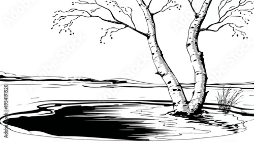 Black and white inked illustration of birch trees by a body of water with distant hills