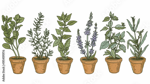 Six potted herbs, hand drawn, line art, watercolor, rendered on white background