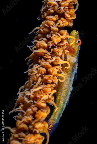 A beautiful coral whip with a goby fish
