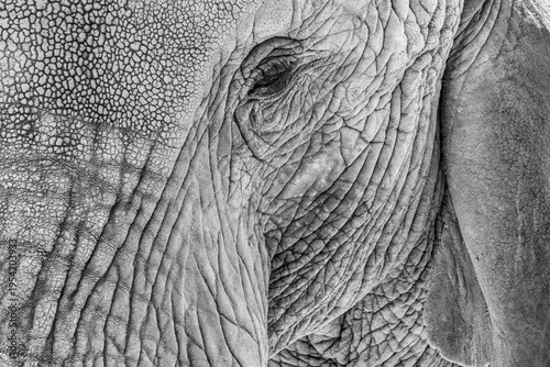 Explore the Intricate Beauty of Elephant Skin Texture in Black and White Photography