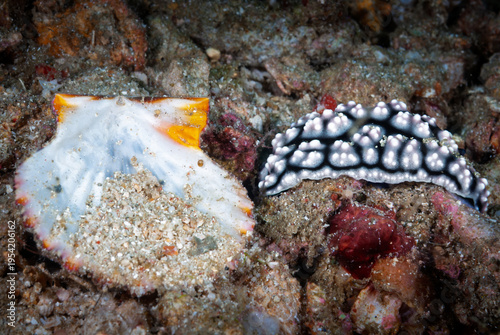 The beautiful colors of nudibranches