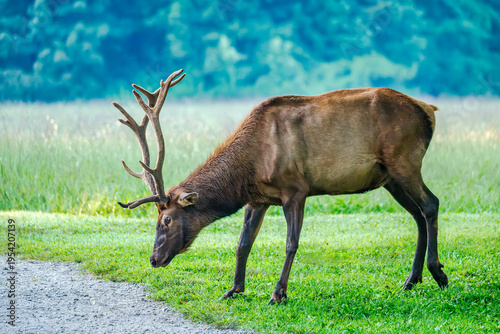 Majestic Elk Grazing in Lush Green Meadow at the Smoky Mountains National Park Visitor Center, Cherokee, North Carolina, USA