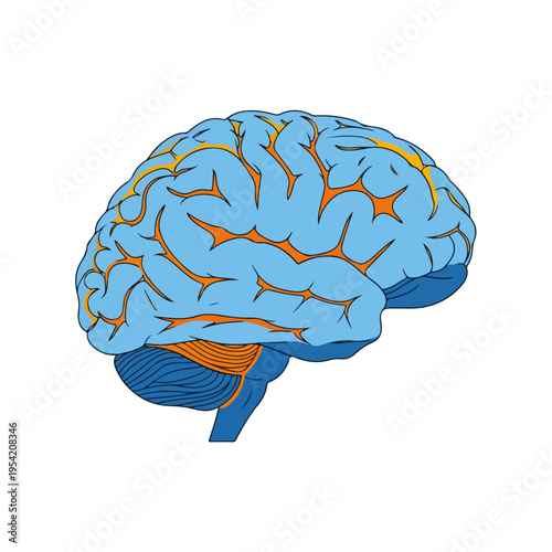 Human Brain Anatomy Flat Design Vector Illustration