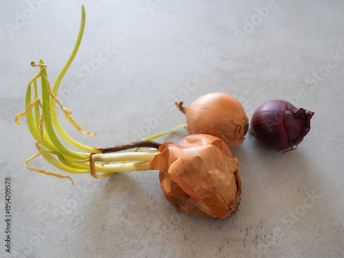 Tableau sur toile Close-up of various onions with fresh green sprouts and dry papery skin, gardening and planting concept, sustainable food and agricultural biology, detail of root vegetable development and diversity