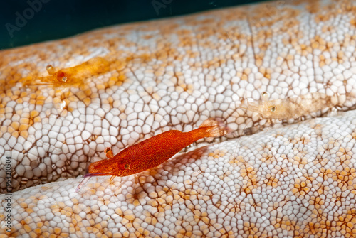 A picture of a starfish shrimp
