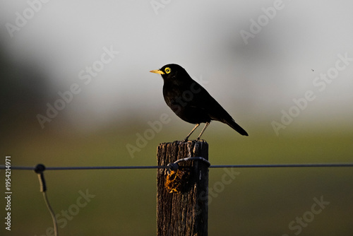Spectacled Tyrant  in Pampas wetland, La Pampa Province, Patagonia, Argentina.