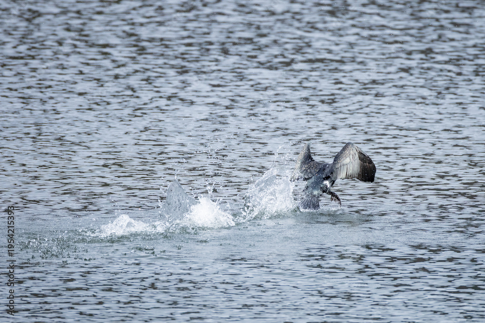 Fototapeta premium Cormorant taking off from water with splashing – wildlife bird in dynamic motion on lake