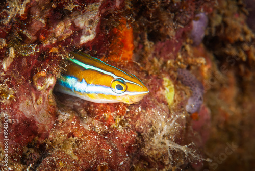 A beautiful picture of a tube worm blenny