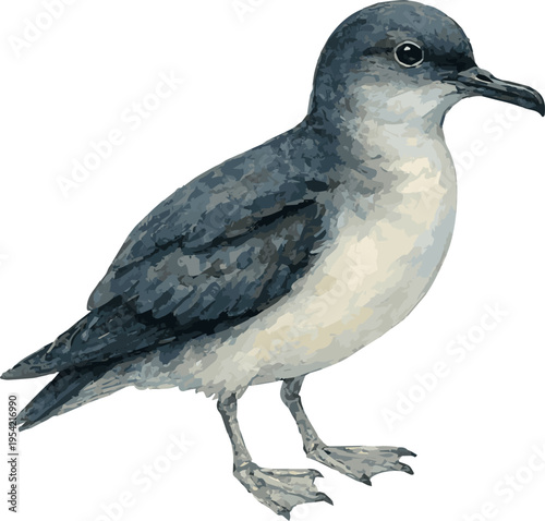 Watercolor painted vector realistic illustration of Little shearwater