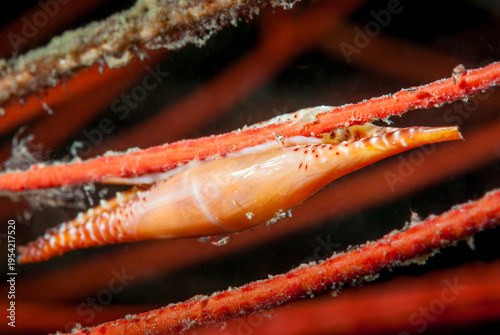 A picture of a spindle cowry