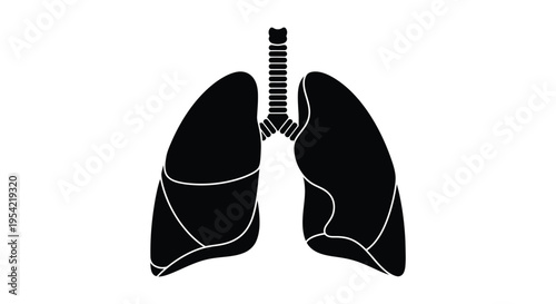 Anatomical illustration of human lungs detailed and starkly presented silhouette