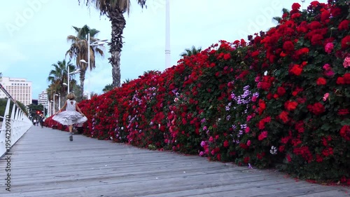 Teen girl in a beautiful white dress goes along the fence of red flowers on a wooden dais.