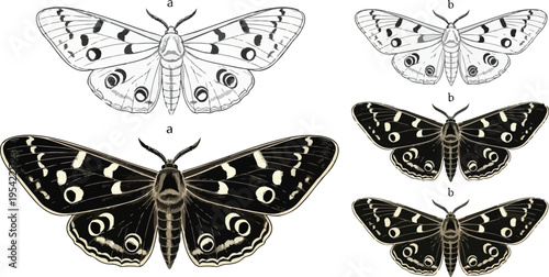 Colorful collection of isolated vector butterflies featuring beautiful swallowtail wings and vibrant orange and yellow lepidoptera insects for nature design