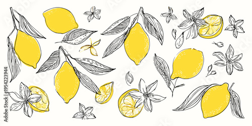 Lemon branch with leaves and blossoms hand drawn citrus illustration set for packaging and food design, lemon, citrus, botanical, fruit, nature