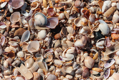 Tas de coquillages sur la plage