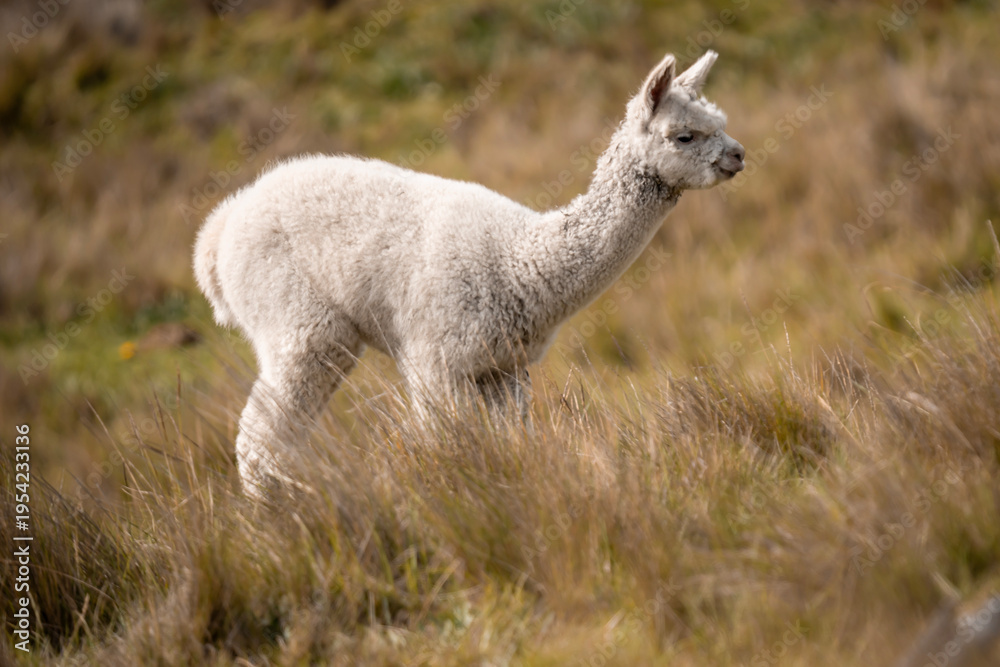 Fototapeta premium Alpaca en los andes de ecuador 